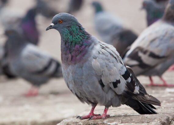 The urban pigeon is a bird of the pigeon family.