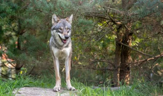 Wolf