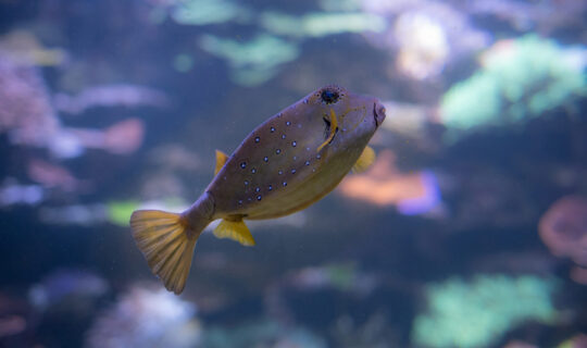 Nahaufnahme eines Gelbbraunen-Kofferfisches