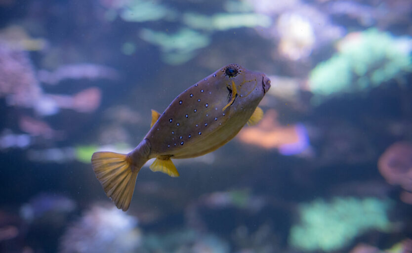 Nahaufnahme eines Gelbbraunen-Kofferfisches