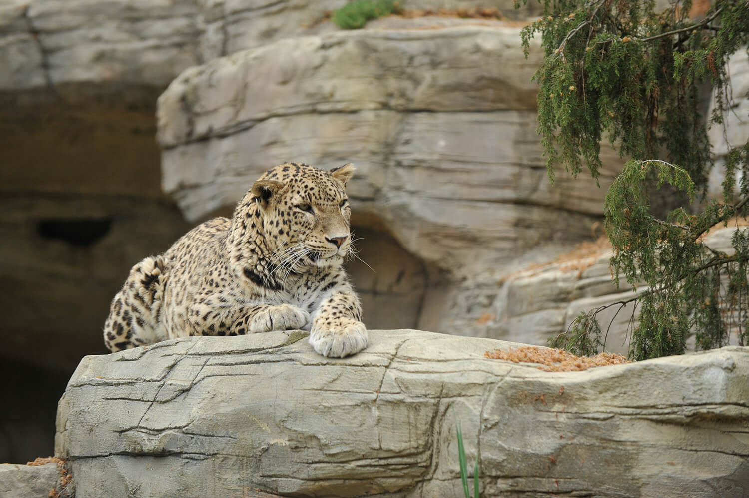 Leopard sitzt auf Felsen