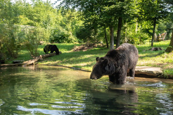 Misha und Masha im Teich der Bärenanlage im Dählhölzli
