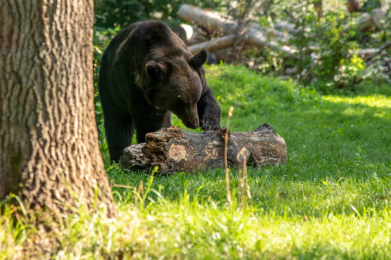 Bärenwald - Ussurischer Braunbär