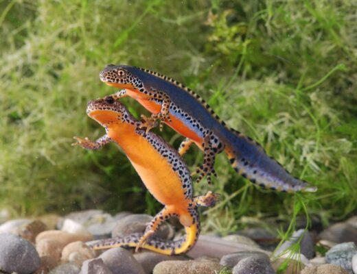 Nahaufnahme von zwei Bergmolchen