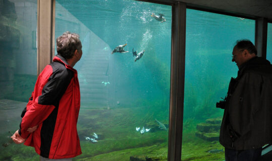 Zwei Männer schauen in ein Aquarium und beobachten tauchende Papageitaucher