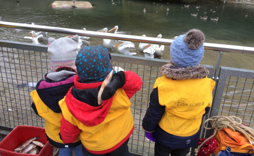 Drei Kinder füttern Pelikane