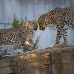 Two leopards standing on a rock