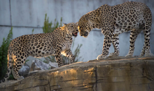Zwei Leoparden stehen auf einem Felsen