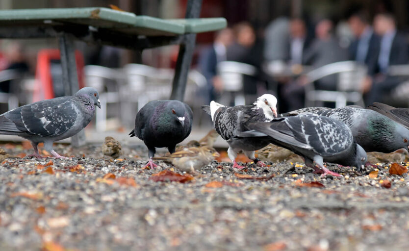 5 Tauben beim Fressen