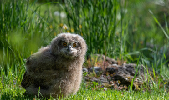 Eagle owl young