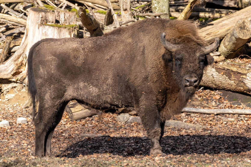 Wisent Enrik im Tierpark Bern (Februar 2021)