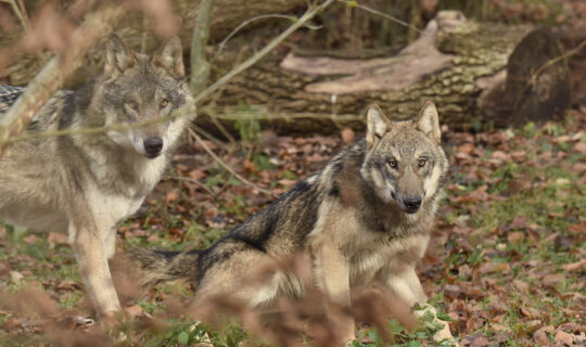 The wolf enclosure features many hiding places and retreats