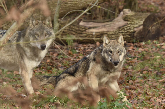 The wolf enclosure features many hiding places and retreats