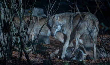 Drei Wölfe bei Nacht