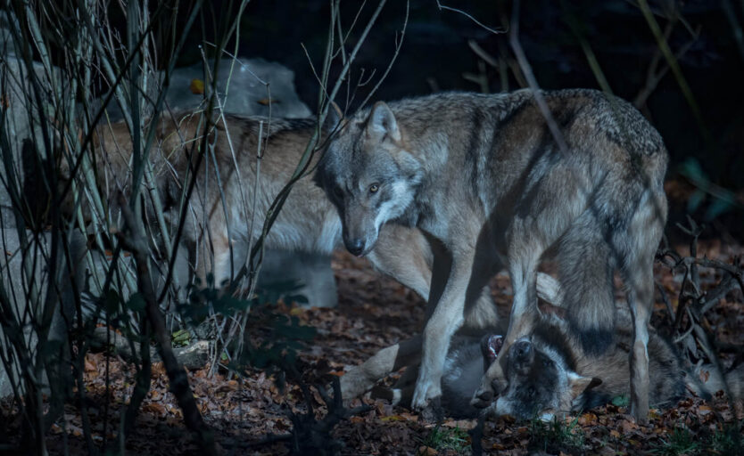 Drei Wölfe bei Nacht