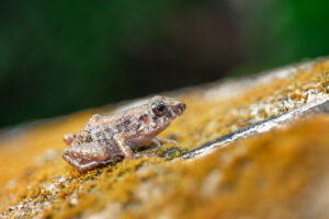 Nahaufnahme von einem Gewächshausfrosch