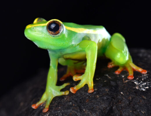 Afrikanischer Riedfrosch schaut in die Kamera