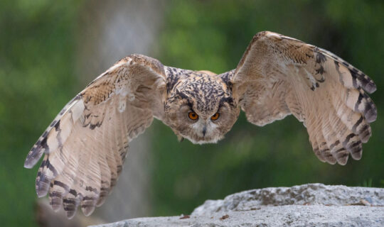 More quality of life for eagle owl and snowy owl in Bern Animal Park