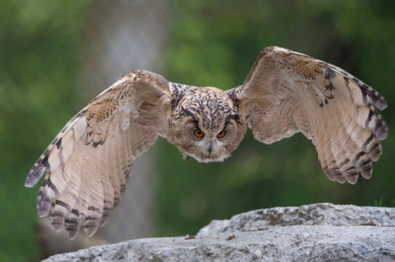 More quality of life for eagle owl and snowy owl in Bern Animal Park