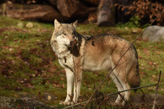 Wolfsanlage - gebaut und finanziert vom Tierparkverein