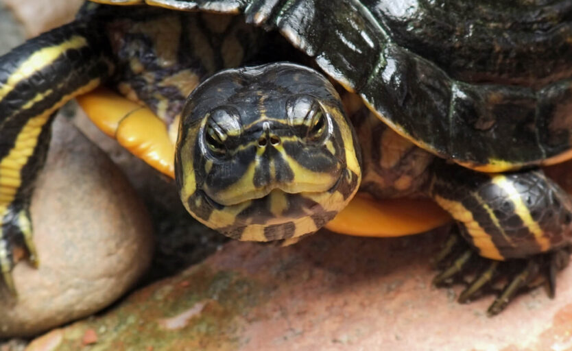 Nahaufnahme einer Echten Schmuckschildkröte