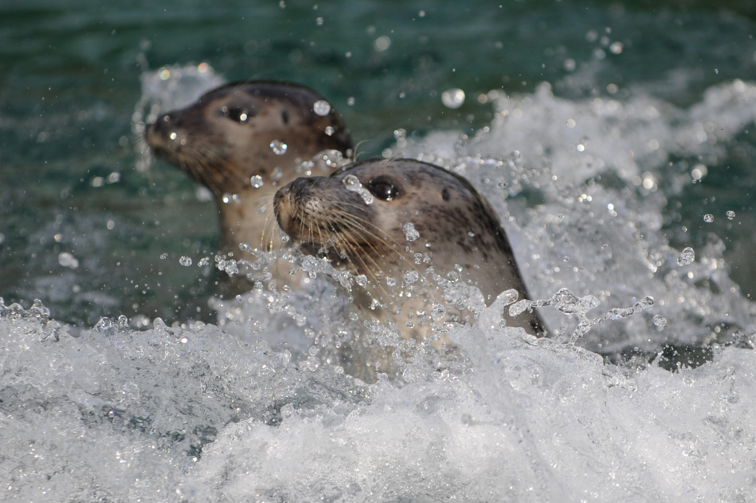 Zwei Seehunde schwimmen