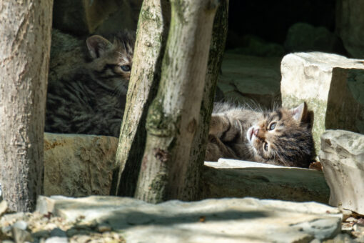 Zwei junge Wildkatzen