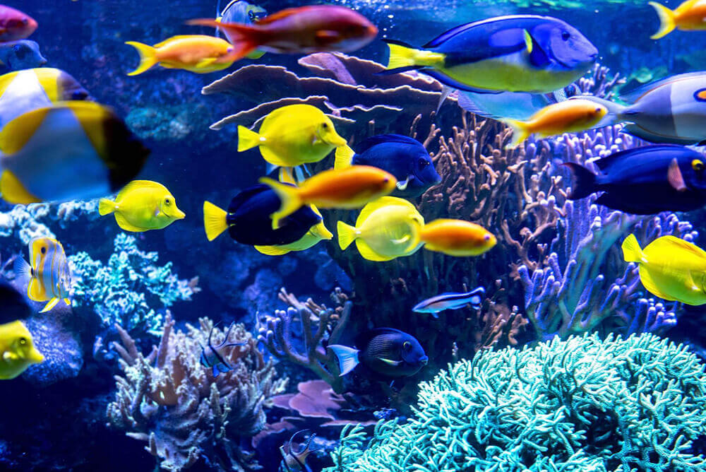 Bunte Fische schwimmen im Aquarium
