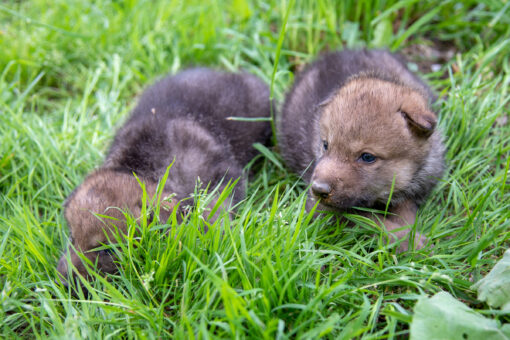 Junger Wolf im Gras