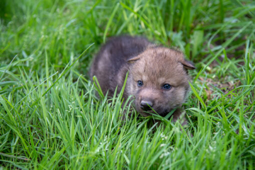 Junger Wolf im Gras