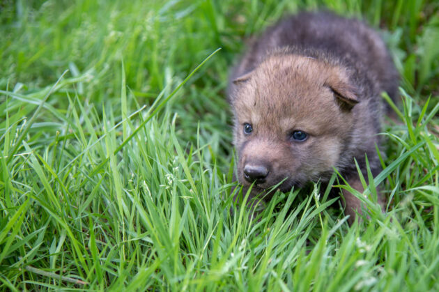 Junger Wolf sitzt im Gras