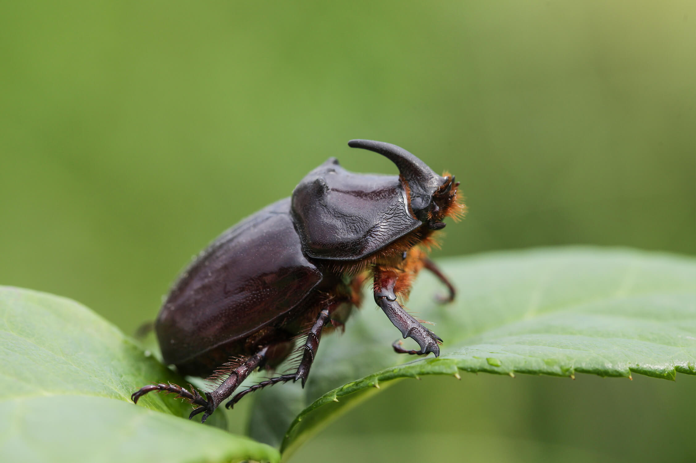 Die fabelhafte Welt der Käfer Tierpark Bern