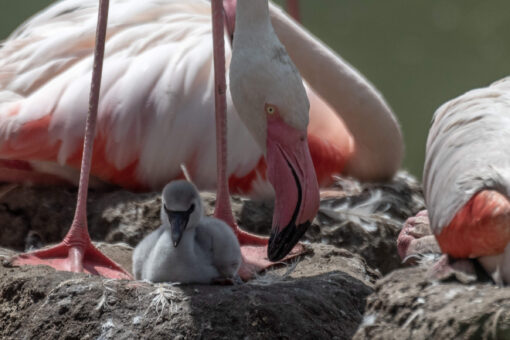 Flamingo Jungtier sitzt im Nest