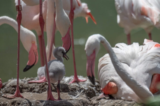 Flamingo Jungtier steht im Nest