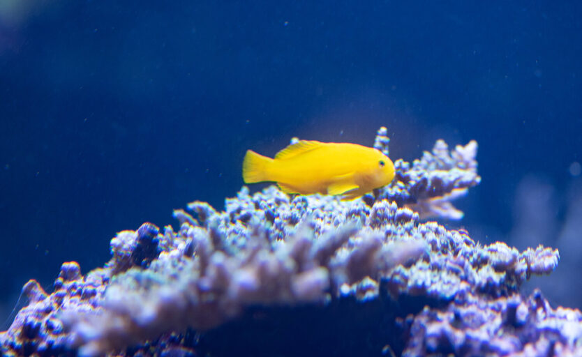 Gelbe Korallengrundel schwimmt im Wasser