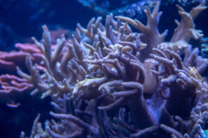 Nahaufnahme einer Koralle