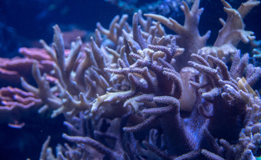 Nahaufnahme einer Koralle
