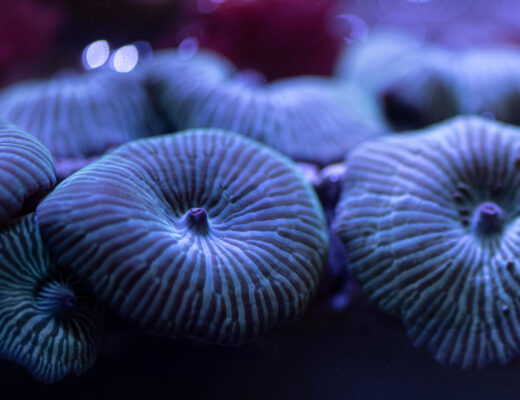 Nahaufnahme einer Scheibenanemone