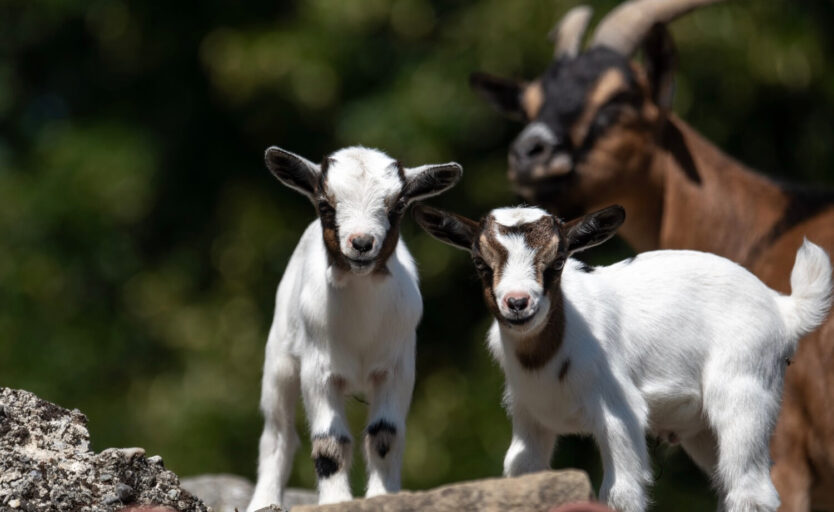 Gros plan sur les jeunes chèvres naines