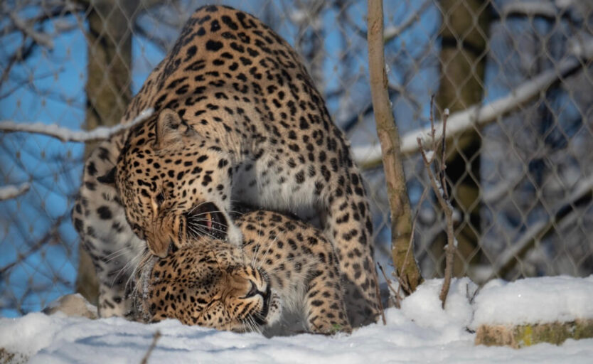 Zwei Persische Leoparden bei der Paarung