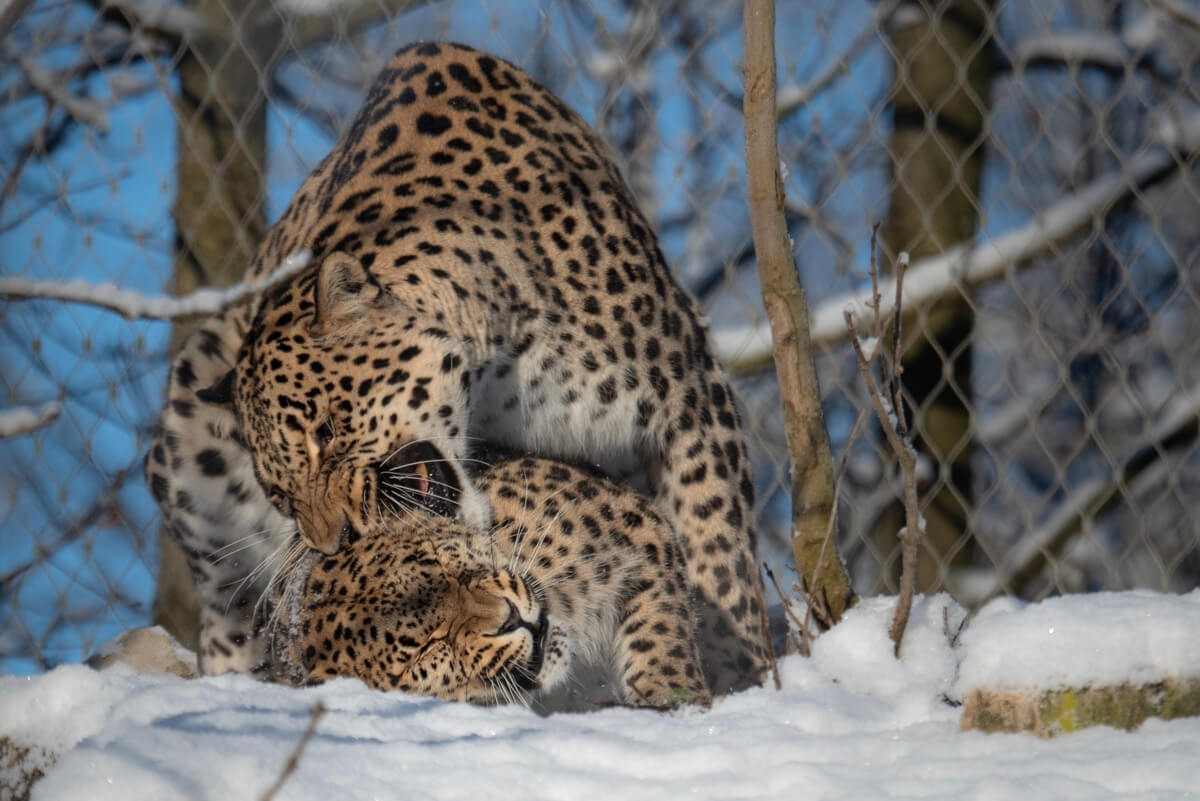 Zwei Persische Leoparden bei der Paarung