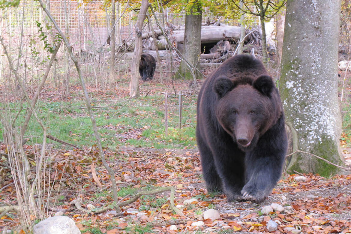 Ein Bär läuft über Herbstlaub und etwas weiter im Hintergrund ist ein zweiter Bär