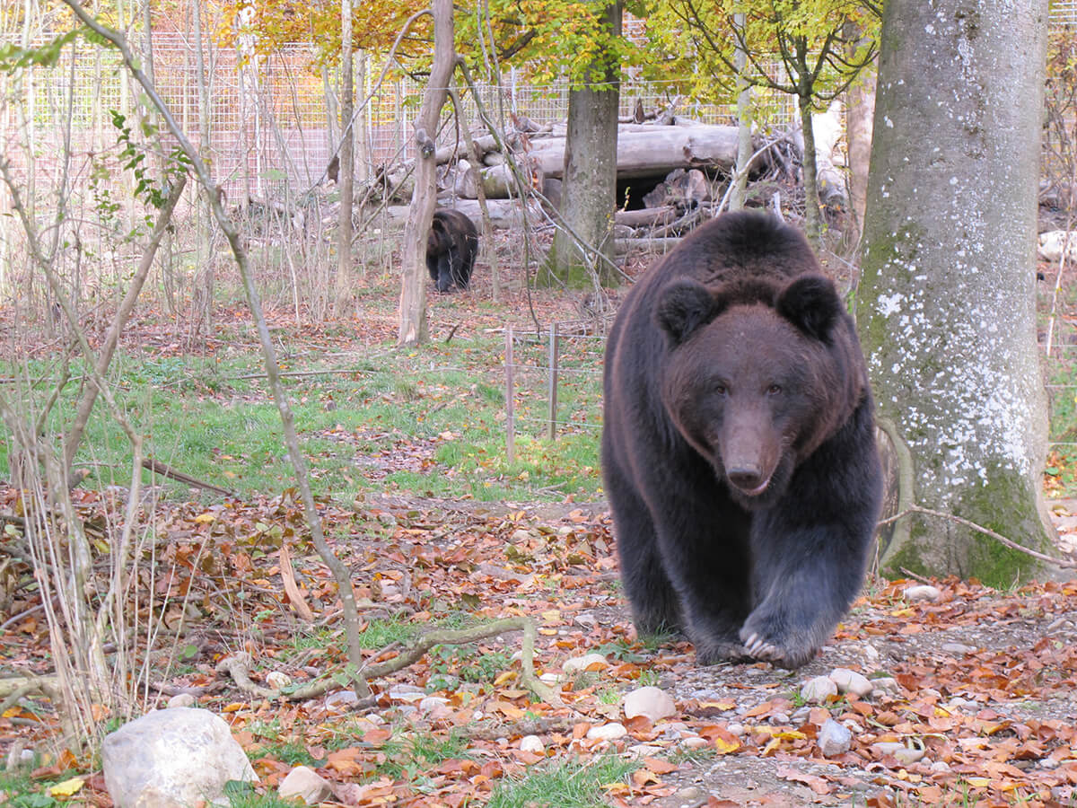 Ein Bär läuft über Herbstlaub und etwas weiter im Hintergrund ist ein zweiter Bär