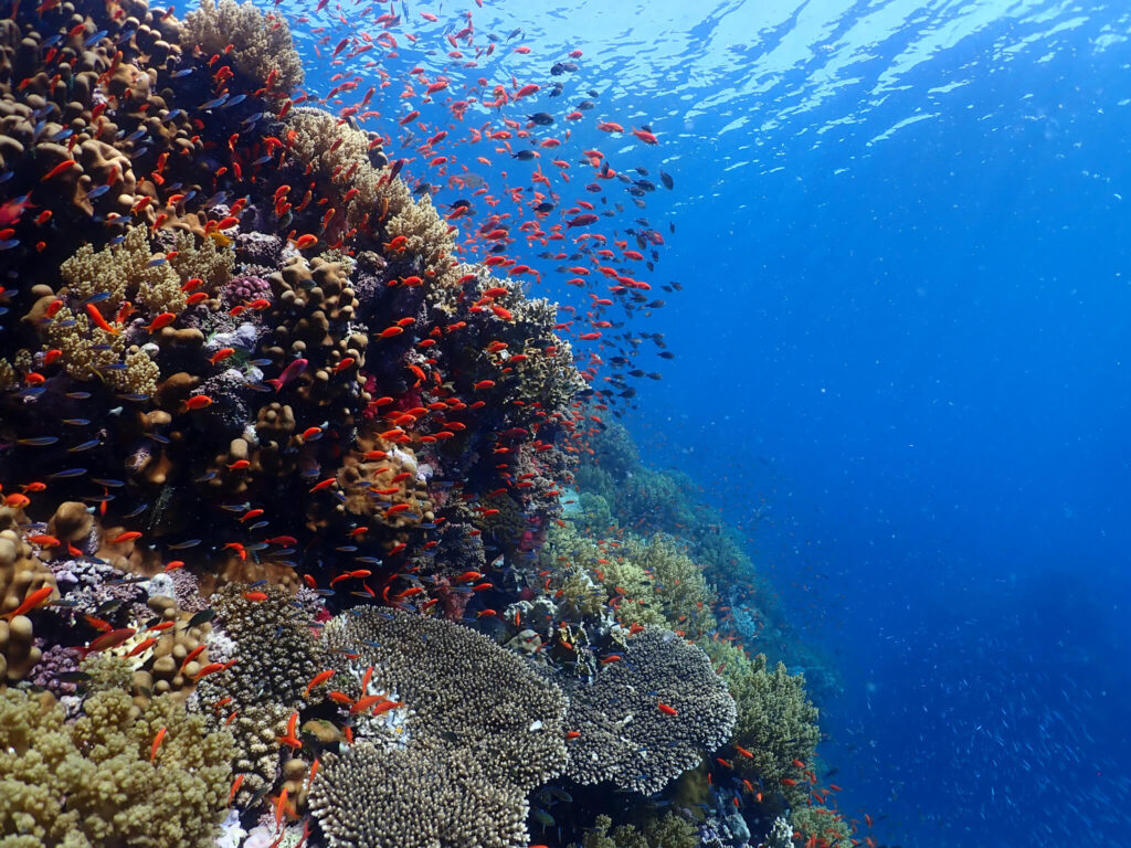 Viele bunte Fische in einem Korallenriff