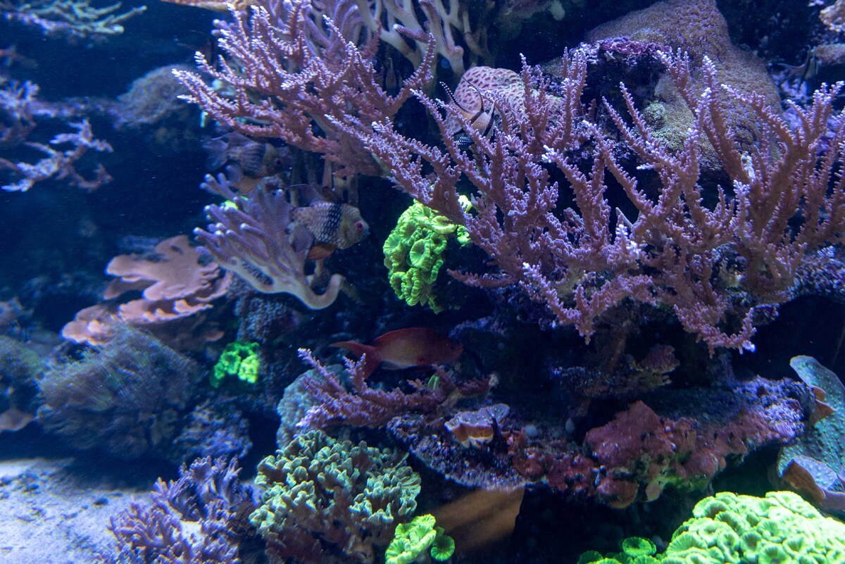 Aquarium mit Korallen
