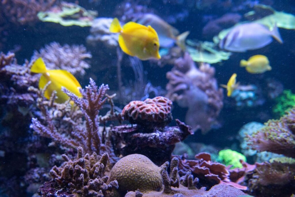 Aquarium mit Korallen