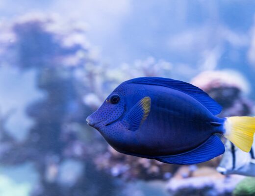 Nahaufnahme von einem Rotmeer Doktorfisch
