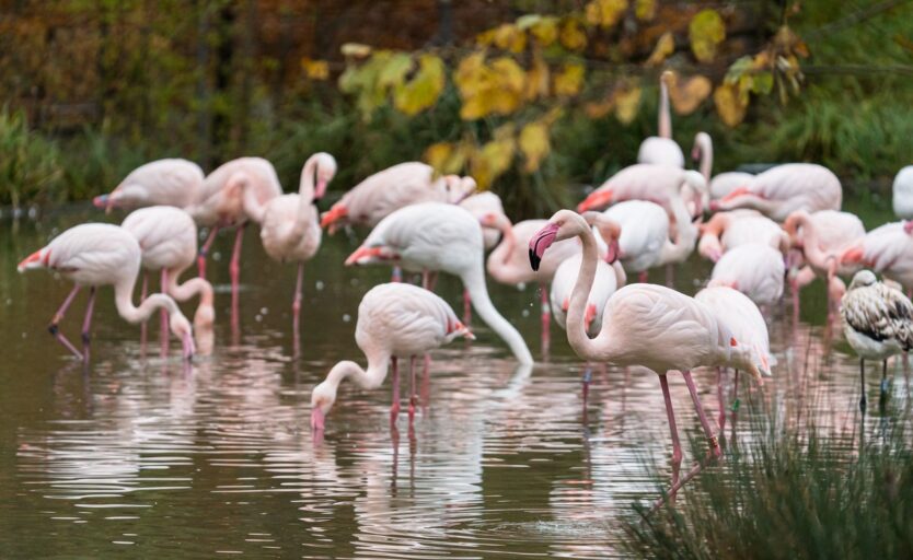 Mehrere Flamingos stehen im Wasser