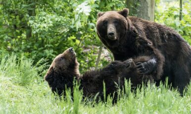 Nahaufnahme von zwei Russischen Bären