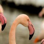 Nahaufnahme von zwei Flamingos